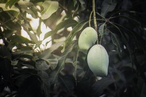 Green mango on a mango tree, natural light photo