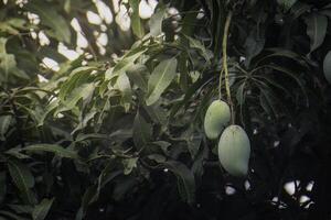 Green-skinned mango on a mango tree photo