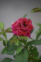 Red rose, green leaves, natural light, gray scene photo