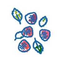 ripe raspberry berries icon doodle illustration vector