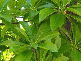 leaf texture for nature freshness and environment background. photo