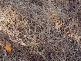 Brown dry grass texture on the ground for summer earth background or water shortage. photo