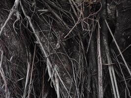 banyan tree for garden natural texture photo