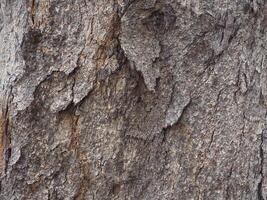 Mountain pine texture in the forest for environmental forrest background photo