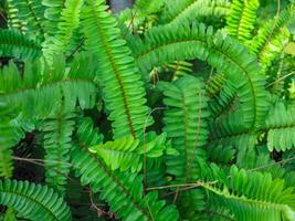 Close-up fern leaf texture for natural and fresh environment . photo
