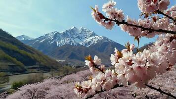 sakura tree. A magical blooming sakura tree with soft pink petals against the backdrop of majestic mountains. photo