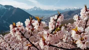 Sakura flowers. A magical blooming sakura tree with soft pink petals against the backdrop of majestic mountains. photo