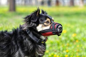 A happy dog is happily walking in a spring park, enjoying the first warmth and fresh air. photo