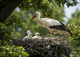 A stork in its nest feeds its fluffy babies, creating a warm and touching atmosphere of maternal care photo
