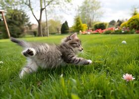 A small playful kitten happily jumps across a green meadow, catching a blade of grass. photo