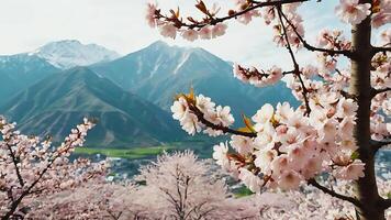 Sakura. A magical blooming sakura tree with soft pink petals against the backdrop of majestic mountains. photo