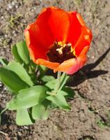 A bright red tulip in full bloom. The flower symbolizes love, passion, and the awakening of nature photo