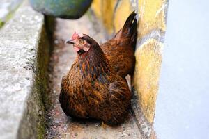 Macro Fat hen sitting in the gutter. Animal in Closeup shot Brown hen relaxing. Poultry Farming Industry. Cute and lovely pet behavior. Graphic Resources. Copy space photo