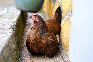 Macro shot Fat hen sitting in the gutter. Animal in Closeup shot Brown hen relaxing. Poultry Farming Industry. Cute and lovely pet behavior. Graphic Resources. Copy space photo