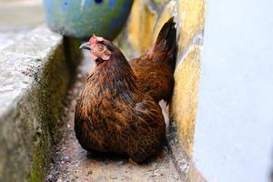 Macrophotography Fat hen sitting in the gutter. Animal in Closeup shot Brown hen relaxing. Poultry Farming Industry. Cute and lovely pet behavior. Graphic Resources. text space photo