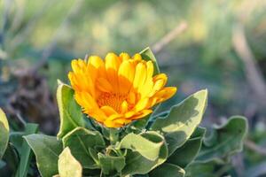 Beautiful calendula officinalis flower close up in a garden on a green background, bloom photo