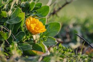 Beautiful calendula officinalis flower close up in a garden on a green background, freshness photo
