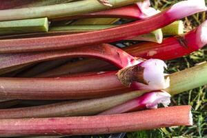 Rhubarb harvesting in a garden to make pies and compote, rheum rhabarbarum, delicious photo