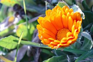 Beautiful calendula officinalis flower close up in a garden on a green background, beauty photo