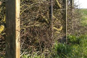 Dry hedge or Benjes hedge made of maintenance pruning branches, dead wood and roots, maintenance-free hedge, zero waste, upcycling, ecological, biotope welcoming to wildlife, nature photo