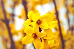 Forsythia, a shrub with yellow flowers from the oleaceae family at springtime, branch photo