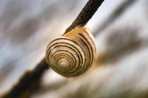 Cute snail clinging to a tree branch, cepaea nemoralis, rain photo