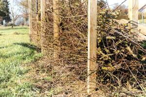 Dry hedge or Benjes hedge made of maintenance pruning branches, dead wood and roots, maintenance-free hedge, zero waste, upcycling, ecological, biotope welcoming to wildlife, house photo