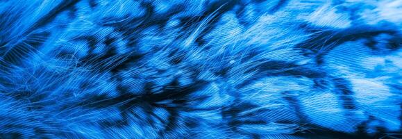 blue and black owl feathers background or textura photo