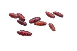 brown pupae of fly larvae isolated background photo