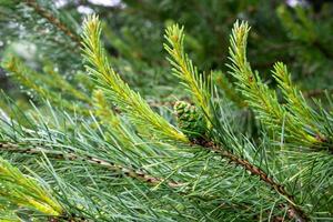green black pine knobs with a visible texture photo