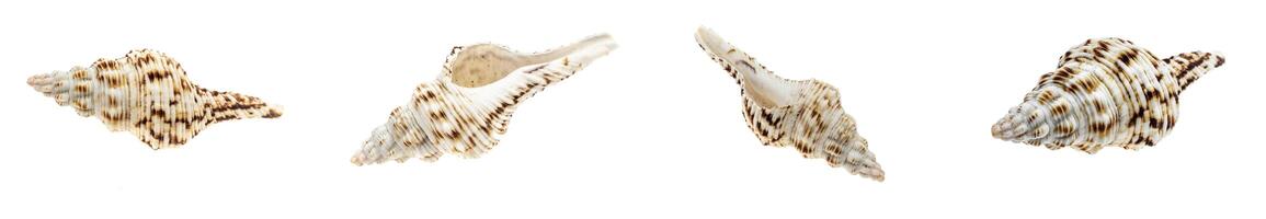 shells sea snail on a white isolated background photo