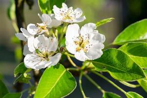 white blooming pear blossoms on a nice sunny day photo