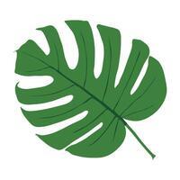 green leaf with water drops background vector