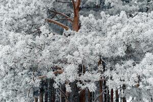 Winter pine forest. Trees covered with snow and frost. Natural backdrop. Selective focus photo