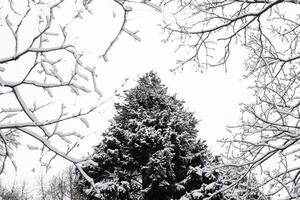 A tree is covered in snow and branches photo
