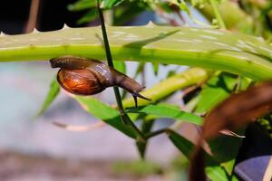 Macrophotography Tiny snail exploring aloe vera plant photo