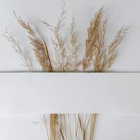 White empty frame and bouquet of dry field spikelets flat lay. Square layout with place for text. Autumn mood photo