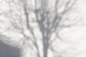 White wall and shade from the tree outside. Concrete wall texture. Copy space photo