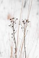 A pair of dead plants in the snow photo