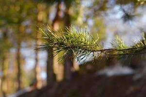 A pine branch with needles on it in the woods photo
