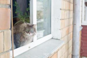 Gray fluffy cat sitting on the windowsill outside. Curious Siberian cat looking at the camera. photo