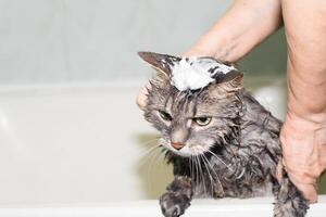 Funny cat taking bath, close-up. Gray green-eyed cat with foam on its head. Female hands washing pet photo
