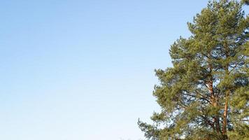 A large tree with a blue sky behind it photo