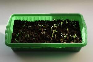 Seedlings in a green plastic container standing on a windowsill indoors. Selective focus photo