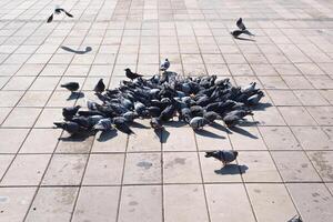 A flock of pigeons on a tile floor photo