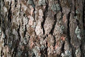 Pine bark and moss texture, close-up. Tree background on a sunny day outside photo