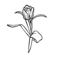 tulip drawn in graphics vector