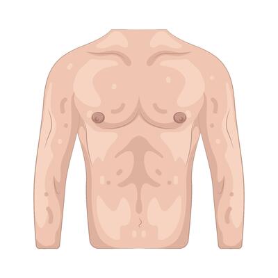 Illustration of Torso