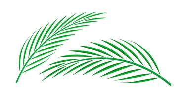 coconut palm leaf isolated on white background, coconut stem, clip art of plam tree leaf green, cycad leaf illustration simple, part of coconut palm leaf vector