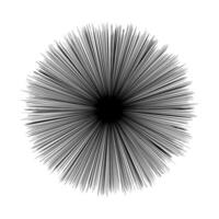 black lines circle shape isolated on white, sea urchin graphic lines shape black color, fireworks burst out exploration shape, black and white lines explosion hypnotic concept vector